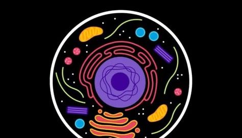 A single cell rendered in vivid colour on black