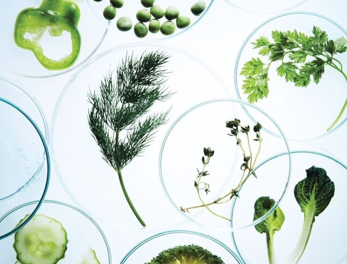 Herbs and vegetables arranged in petri dishes as lab specimens